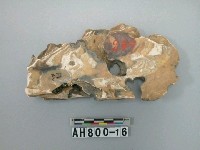 藏品(貝類)的圖片